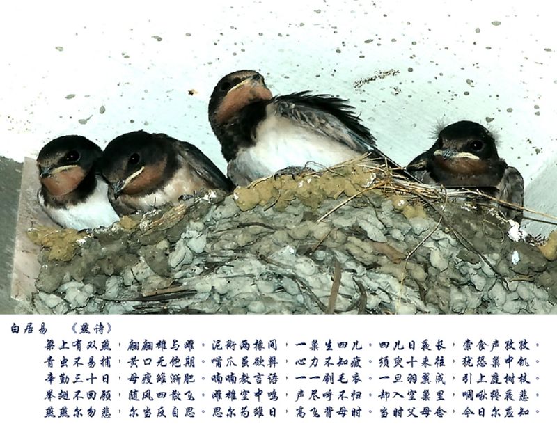 �׾���ʫ��25